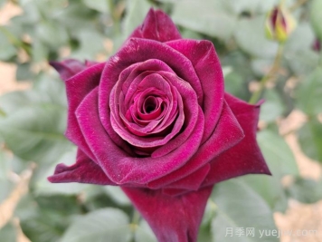 不同顏色月季花代表的含義？