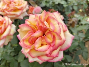 想要月季多開花、花質(zhì)好？學(xué)會(huì)這三點(diǎn)