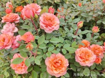 月季花品種到底有多少？