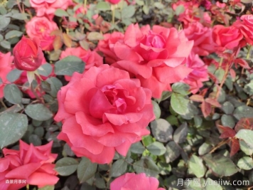 月季花在中國有哪些受歡迎的品種？