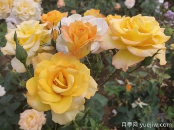 月季花品種會隨著時間發(fā)展而減少嗎？