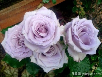 海洋之歌月季是藤本還是灌木？