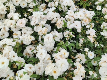 新疆可以種植哪些月季花品種？