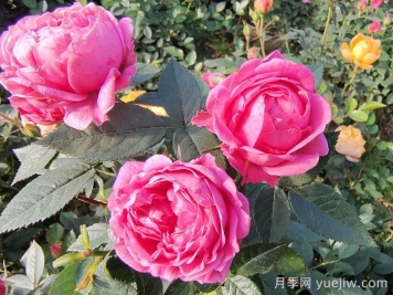 月季花的適宜生長(zhǎng)溫度是多少