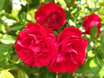 紅木香月季和夏令營(yíng)月季有什么區(qū)別？