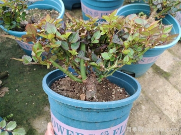  月季植株如何進行矮化？
