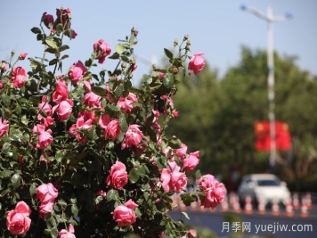 濱州月季：市花月季綻放，繁花似錦惹人醉！