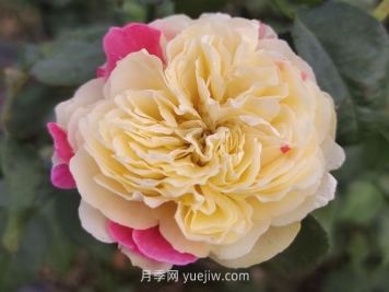 推薦88個最美月季品種，讓花友美到心醉，陶醉其中