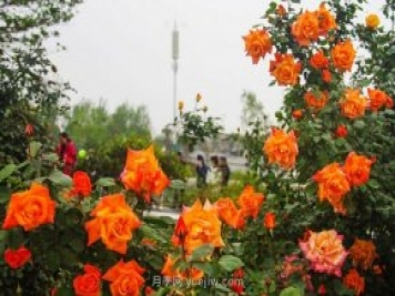 “花中皇后”月季助推南陽(yáng)文旅新發(fā)展