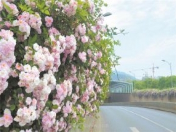 8萬多株月季進入盛花期，月季成為杭州富陽城市綠化點睛之筆