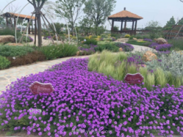 聊城芳香文化博覽園，鄉(xiāng)村振興巾幗示范基地