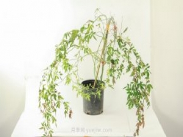 紅木香是什么花，耐寒可達(dá)零下20度