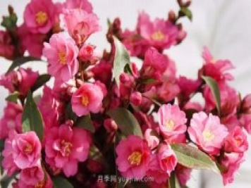 茶花養(yǎng)護就這么做，開花大又艷