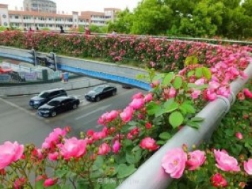 四月盛放的月季時(shí)間，湖北宜昌給你的專屬浪漫花園
