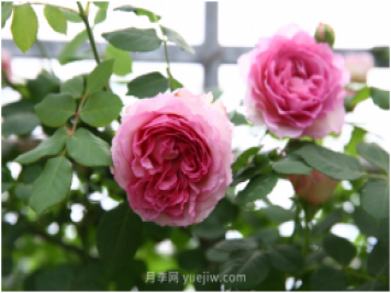 萊州月季花開上?；ú?百花斗妍崇明島