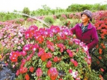 南陽月季和艾草、中牟大蒜……河南人努力書寫農(nóng)業(yè)產(chǎn)業(yè)化
