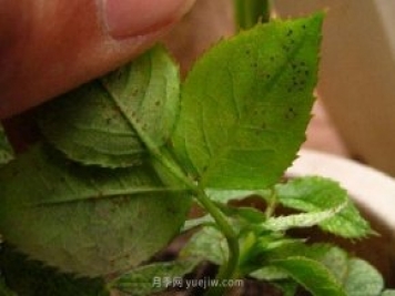 月季紅蜘蛛蟲害預防辦法，推薦3種藥物
