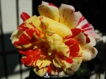 全美魔術?月季All American Magic推薦
