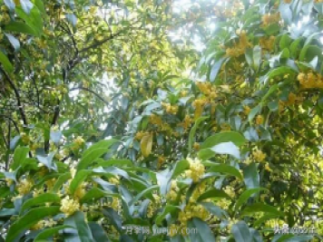 適合在農村種植的苗木樹種有哪些？
