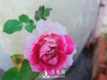 適合在廣東的夏季種植的耐熱月季有哪些？