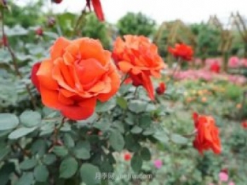 上海哪里月季花最美？到這些公園來看月季吧！