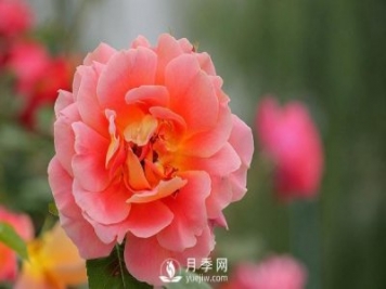河南月季基地是怎樣防治介殼蟲病害的？