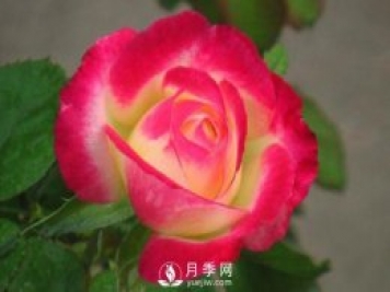 超級香的紅雙喜月季資料，花友必須知道