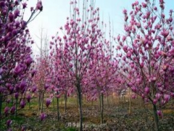 南召云陽(yáng)：黨建引領(lǐng)鄉(xiāng)村振興 玉蘭苗木跑出“加速度”