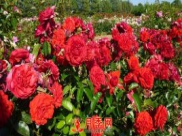 紅色龍沙寶石簡稱紅龍 你知道咋養(yǎng)嗎？