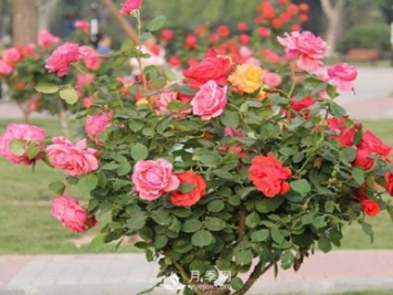 山東樹狀月季養(yǎng)護(hù)、管理需要這六要素
