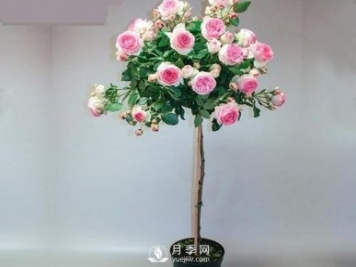安徽樹(shù)狀月季種植施肥有哪些技術(shù)要點(diǎn)呢？