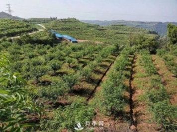 2020年花椒產業(yè)現(xiàn)狀，2021年面對當前的困境該怎么做？