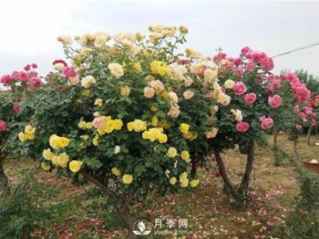 武漢冬季園林綠化帶的月季，修剪技巧
