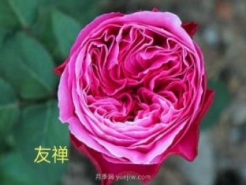 花型漂亮，8個友禪系列月季推薦