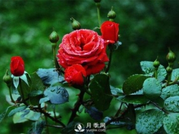 洛陽(yáng)夏季養(yǎng)藤本月季的技巧，花友快來(lái)看看吧