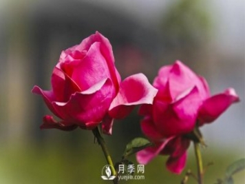 淄博樹狀月季好看，要學(xué)會嫁接這個妙招