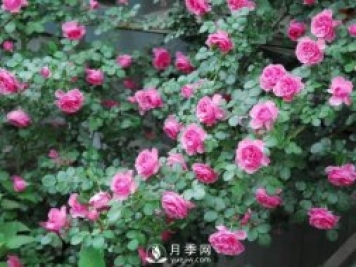 爬藤月季，一顆就能把院子打造成一花海