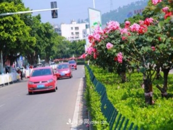 浙江玉環(huán)：綠化月季盛開(kāi) 扮靚城市美景