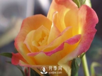 泰安大花月季在施肥時，有需要注意些什么？