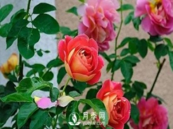 德州大花月季在日常中，怎么嫁接育苗和管理？