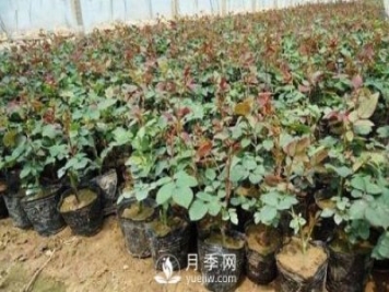 月季網講述月季扦插小苗養(yǎng)根的三個步驟