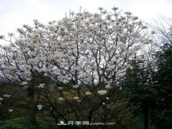 南陽玉蘭三姐妹：中土原生白玉蘭與紫玉蘭，北美舶來洋玉蘭