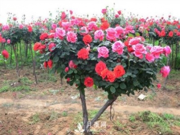樹狀月季花都能有什么樹的樹樁可以來嫁接？