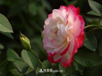 月季常見的病蟲害問題！月季這么養(yǎng)，芬芳留給你