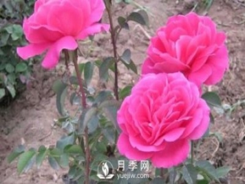 地栽南陽月季的水分管理工作怎樣進行？