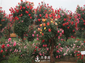 怎樣有效的防治園林月季樹黑斑病害？