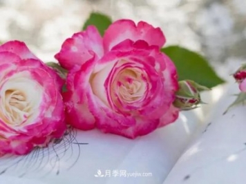 豐花月季新品推薦椿風月季