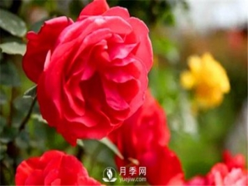 地栽月季，春季如何施肥？