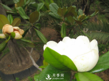 廣玉蘭遭遇病蟲害怎么辦？南陽玉蘭養(yǎng)護知識