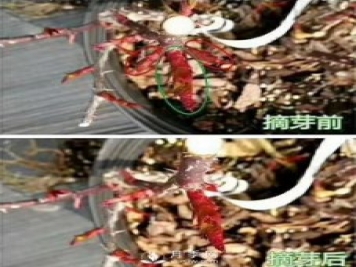 初春，月季抹芽攻略，一定要知道的五大原則